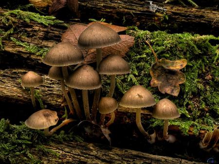 Mushroom in a rotten tree - nature, tree, mushroom, life