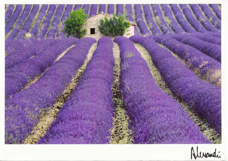 lavender garden - nature, purple, trees, house, flowers, garden