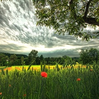 Poppies Field