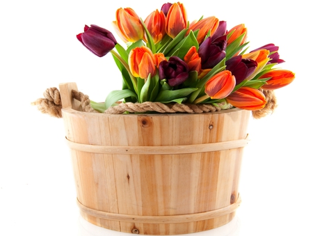 Tulips - beauty, rope, photography, colorful, tulips, still life, spring, with love, pretty, bucket, for you, lovely, nature, beautiful, colors, tulip, flowers