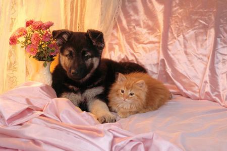 Odd Bedfellows - vase, alsatian, dog, pink, german shepherd, cat, flowers, bed, sheet, satin, kitten, feline, puppy