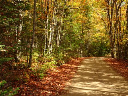 Nature's Walkway - trees, peaceful, path, gold, pathway, forest, yellow, colours, tranquil, red, leaves, orange, tree