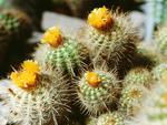 cactus flowers