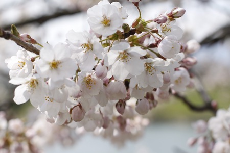 spring blossoms - nature, blossoms, pink, tree, spring