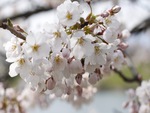 spring blossoms