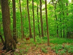 Deer In Forest