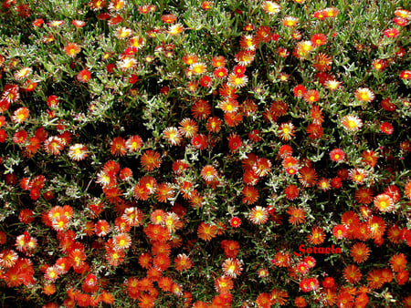 flowers carpet - red, garden, carpet, home, beautiful, flowers, image, yellow