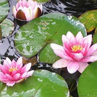 water lillies