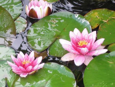 water lillies - pink, beautiful, water lillies, image, pond