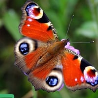 Peacock butterfly-for you,Cherie