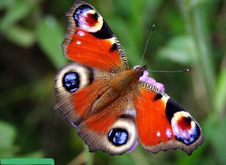 Peacock butterfly-for you,Cherie