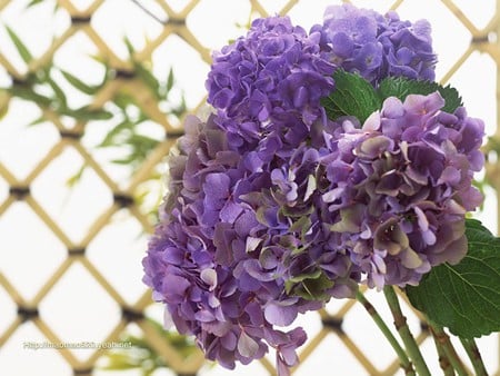 hydrangea - garden, home, beautiful, flowers, blue, hydrangea