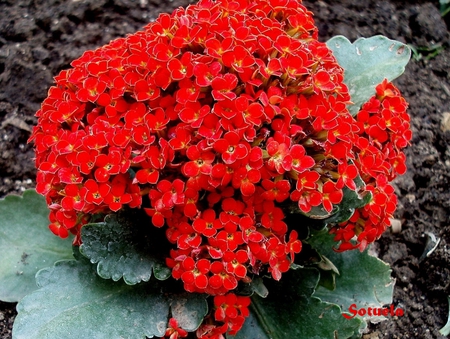 begonia - begonia, red, garden, home, beautiful, flowers