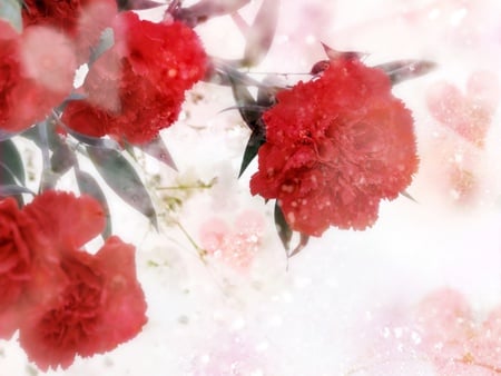 carnations - red, beautiful, flowers, bouquet, still life, carnations