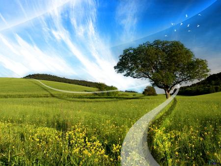 Flying low - field, tree, nature, landscape