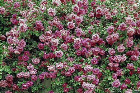 beautiful fence - fence, roses, pink, beautiful, image