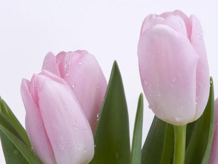 Soft tulips - tulip, flower, soft, wide