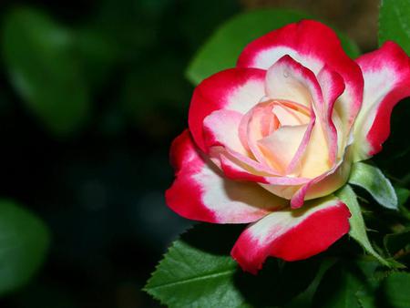 Pretty shaded rose - nature, wide, rose, love, flower