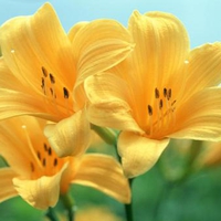 Yellow lilium