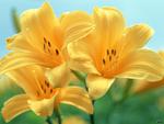 Yellow lilium