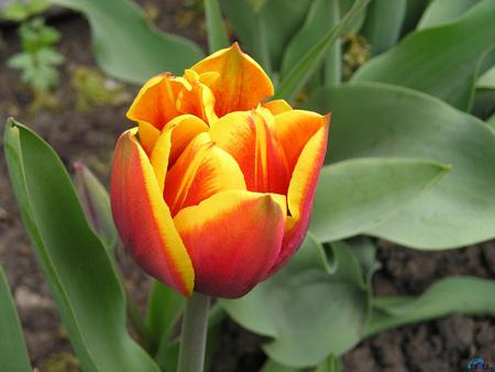 Shaded flower - pretty, shade, flower, nature