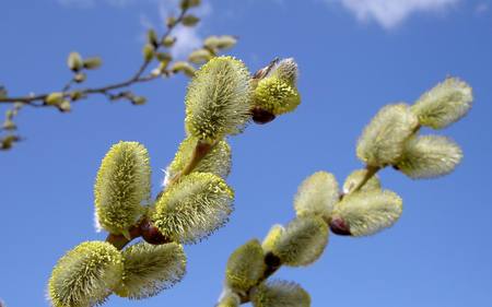 Pussy-willow - flowers, pussy, nature, cloud, sky