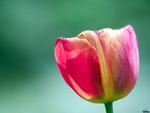 Wonderful tulip