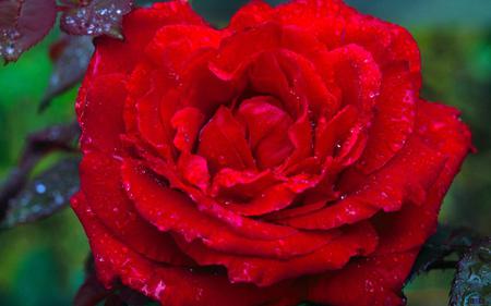 red roses - nature, closeup, roses, red, flowers, rose, flower