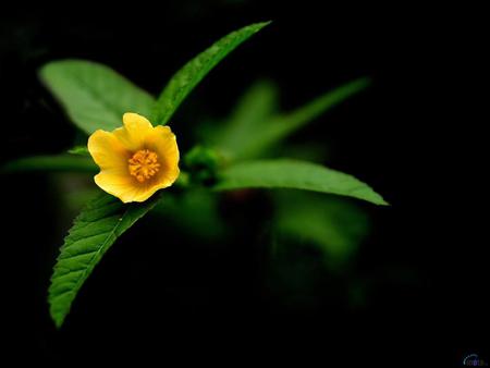 Lonely yellow flower - nature, black, yellow, flower