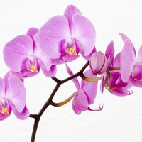 Orchids