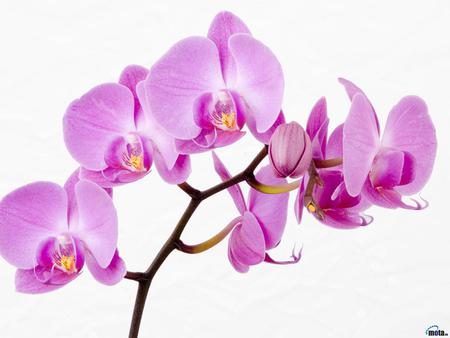 Orchids - orchid, flower, purple, nature