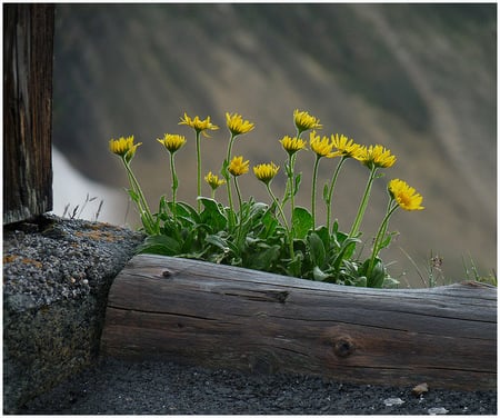 simple & beautiful - flowers, backyard, wooden pot, yellow, beautiful, simple, country