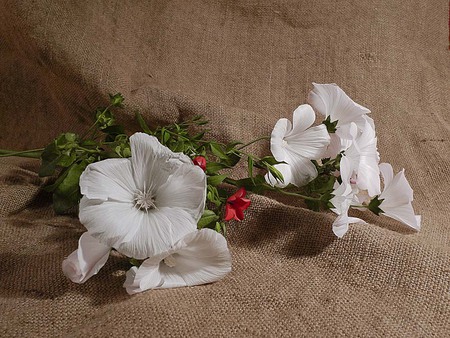 simple still life - flowers, white, beautiful, red, simple, background, still life