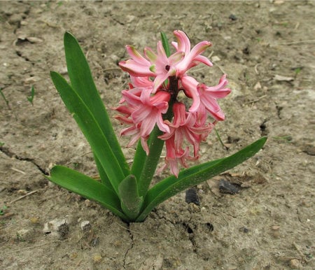 hyacinth - beautiful, garden, hyacinth, flower, pink, home