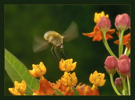 spring work - wild flowers, yellow, red, beautiful, orange, work, incect, spring