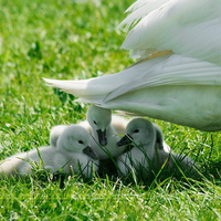 Under Mothers wing