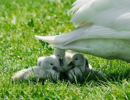 Under Mothers wing - protect, swan, under wing, love, young