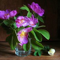 Color purple - still life