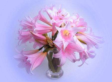 Wild pinks - flowers, vase, wild lillies, pink, blue background