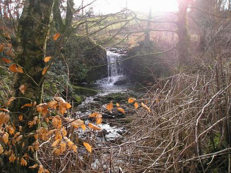 Fall - leaves, nature, falls, forest