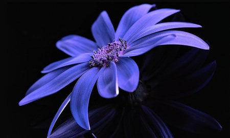 flower_wallpaper - black, nature, beautiful, violet, flower, dark