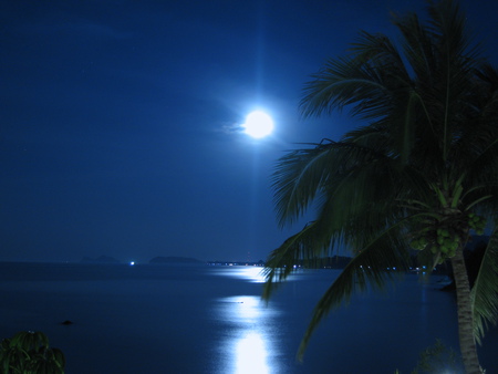 Captured By Your Light - moon, sky, glisten, tropical, palm, enchanting, bright, nature, dark, reflection, big, tree, sea, dusk