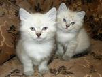 Two white cats