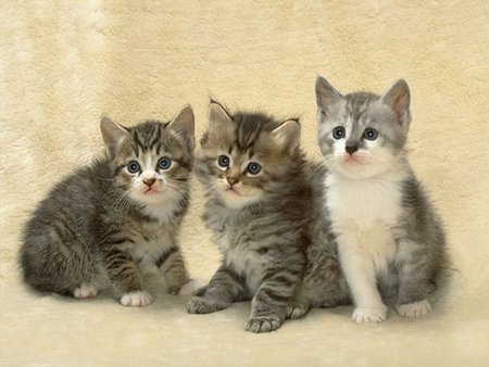 Kitten trio - animal, feline, cat, kitten