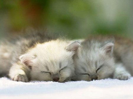 Sleep - slweep, cat, animal, feline, sweet, kitten