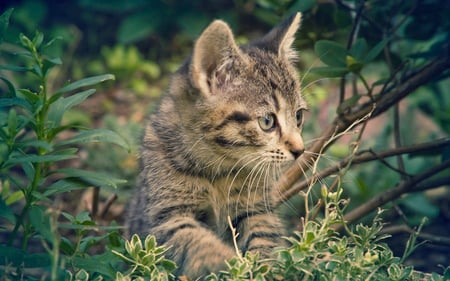 Little tiger - animal, kitten, feline, tabby, cat