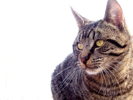 Sweet tabby cat - tabby, cat, animal, feline, kitten