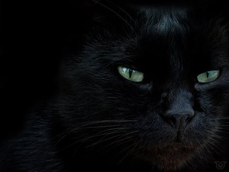 Black sweet cat - cat, animal, feline, black, kitten