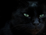 Black sweet cat