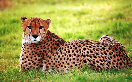 Cheetah - wildlife, animal, feline, cheetah, grass